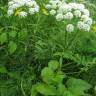 Fotografia 10 da espécie Angelica sylvestris do Jardim Botânico UTAD