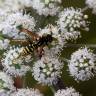 Fotografia 11 da espécie Angelica sylvestris do Jardim Botânico UTAD