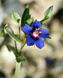 Fotografia da espécie Anagallis foemina