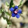 Fotografia 10 da espécie Anagallis foemina do Jardim Botânico UTAD