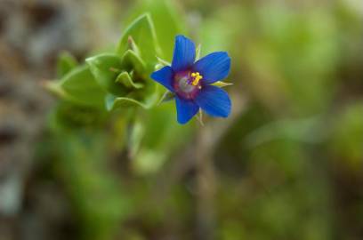 Fotografia da espécie Anagallis foemina