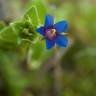 Fotografia 11 da espécie Anagallis foemina do Jardim Botânico UTAD