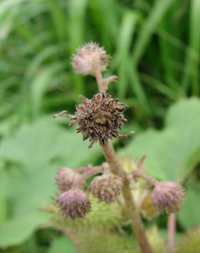 Fotografia 9 da espécie Xanthium strumarium no Jardim Botânico UTAD