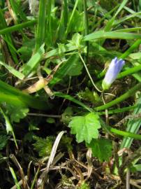 Fotografia da espécie Wahlenbergia hederacea