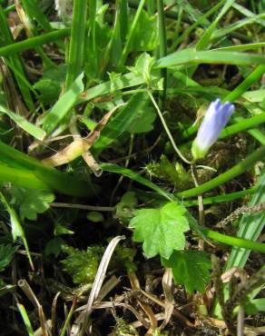 Fotografia 9 da espécie Wahlenbergia hederacea no Jardim Botânico UTAD