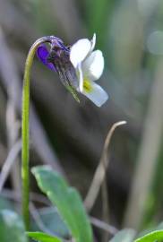 Fotografia da espécie Viola kitaibeliana