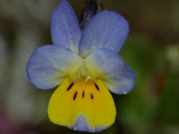 Fotografia da espécie Viola kitaibeliana