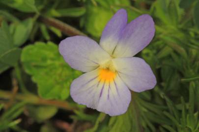 Fotografia da espécie Viola kitaibeliana