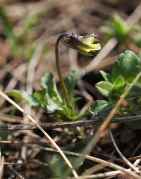 Fotografia 6 da espécie Viola kitaibeliana no Jardim Botânico UTAD