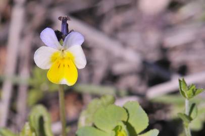 Fotografia da espécie Viola kitaibeliana