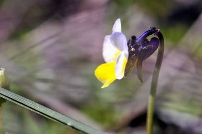 Fotografia da espécie Viola kitaibeliana