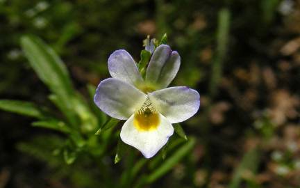 Fotografia da espécie Viola kitaibeliana