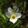 Fotografia 9 da espécie Viola kitaibeliana do Jardim Botânico UTAD