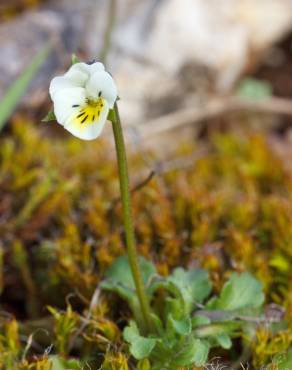 Fotografia 10 da espécie Viola kitaibeliana no Jardim Botânico UTAD