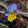 Fotografia 11 da espécie Viola kitaibeliana do Jardim Botânico UTAD
