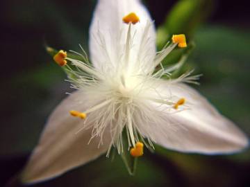 Fotografia da espécie Tradescantia fluminensis