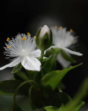 Fotografia 11 da espécie Tradescantia fluminensis no Jardim Botânico UTAD