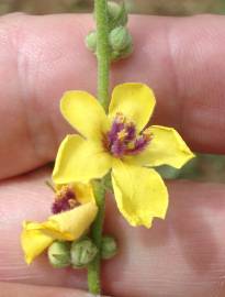 Fotografia da espécie Verbascum sinuatum var. sinuatum