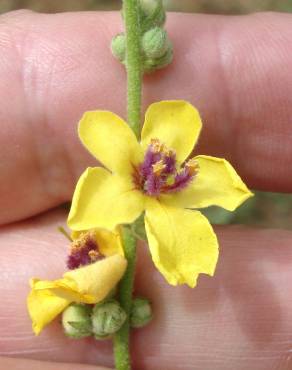 Fotografia 8 da espécie Verbascum sinuatum var. sinuatum no Jardim Botânico UTAD