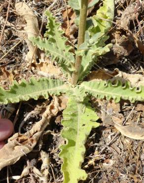 Fotografia 9 da espécie Verbascum sinuatum var. sinuatum no Jardim Botânico UTAD