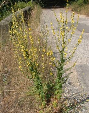 Fotografia 10 da espécie Verbascum sinuatum var. sinuatum no Jardim Botânico UTAD