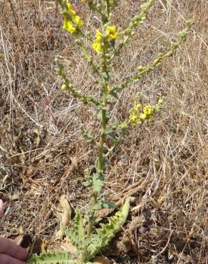 Fotografia 11 da espécie Verbascum sinuatum var. sinuatum no Jardim Botânico UTAD