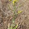 Fotografia 11 da espécie Verbascum sinuatum var. sinuatum do Jardim Botânico UTAD