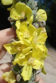 Fotografia da espécie Verbascum thapsus subesp. thapsus