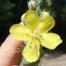 Fotografia 7 da espécie Verbascum thapsus subesp. thapsus do Jardim Botânico UTAD