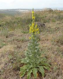 Fotografia da espécie Verbascum thapsus subesp. thapsus