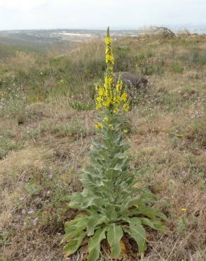 Fotografia 10 da espécie Verbascum thapsus subesp. thapsus no Jardim Botânico UTAD