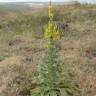 Fotografia 10 da espécie Verbascum thapsus subesp. thapsus do Jardim Botânico UTAD