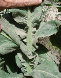 Fotografia da espécie Verbascum thapsus subesp. thapsus