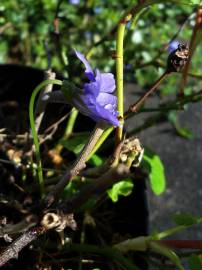 Fotografia da espécie Viola odorata