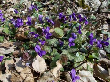 Fotografia da espécie Viola odorata