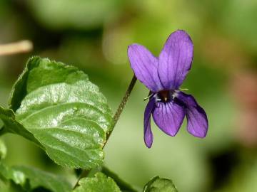 Fotografia da espécie Viola odorata