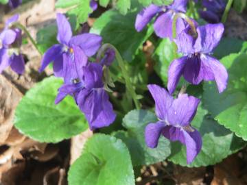 Fotografia da espécie Viola odorata