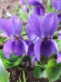 Fotografia da espécie Viola odorata