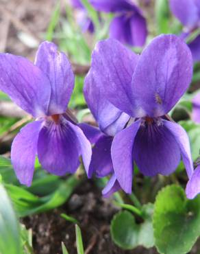 Fotografia 10 da espécie Viola odorata no Jardim Botânico UTAD