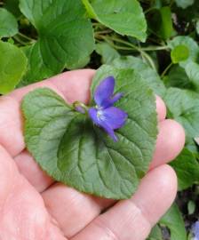 Fotografia da espécie Viola odorata