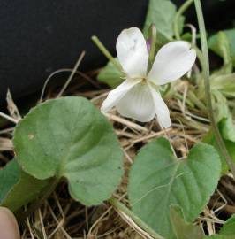 Fotografia da espécie Viola odorata