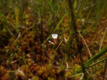Fotografia da espécie Pinguicula lusitanica