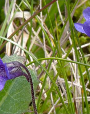 Fotografia 9 da espécie Pinguicula vulgaris no Jardim Botânico UTAD