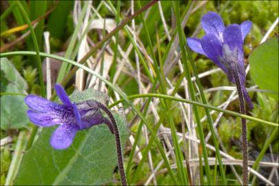 Fotografia da espécie Pinguicula vulgaris