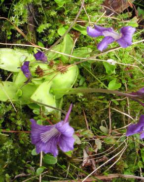 Fotografia 10 da espécie Pinguicula vulgaris no Jardim Botânico UTAD