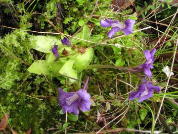 Fotografia da espécie Pinguicula vulgaris