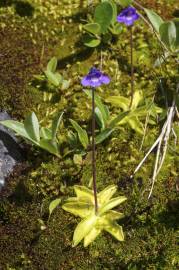 Fotografia da espécie Pinguicula vulgaris