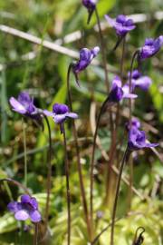 Fotografia da espécie Pinguicula vulgaris