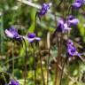 Fotografia 12 da espécie Pinguicula vulgaris do Jardim Botânico UTAD