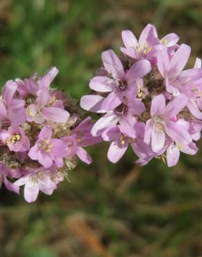 Fotografia 4 da espécie Armeria maritima no Jardim Botânico UTAD